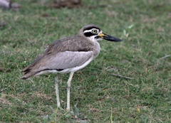 IMG_1485a
